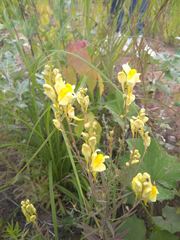 Linaria vulgaris