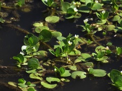 Bacopa rotundifolia