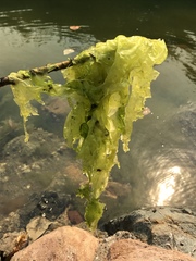 Ulva lactuca