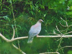 Patagioenas araucana