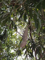 Millettia leptobotrya