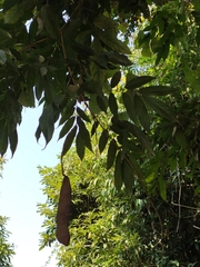 Millettia leptobotrya