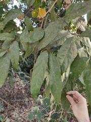 Millettia leptobotrya