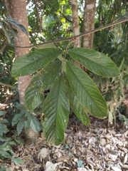 Millettia pachycarpa