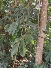 Millettia pachycarpa