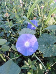 Ipomoea