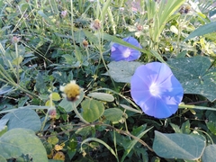Ipomoea