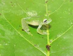 Teratohyla pulverata