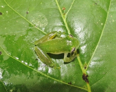 Teratohyla pulverata