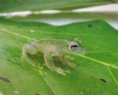 Teratohyla pulverata