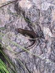 Pseudemoia pagenstecheri