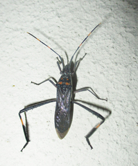 Hypselopus gigas