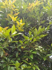 Syzygium myrtifolium