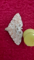 Lepidoptera