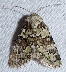 Lacinipolia strigicollis