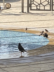 Acridotheres tristis