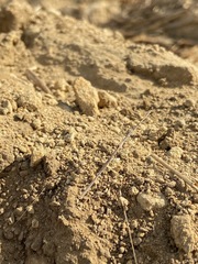 Pseudosermyle straminea