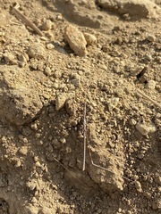 Pseudosermyle straminea