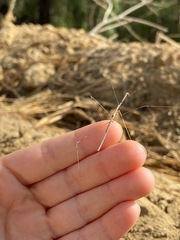 Pseudosermyle straminea