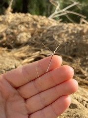 Pseudosermyle straminea