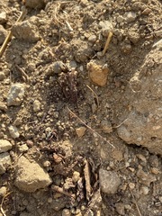 Pseudosermyle straminea