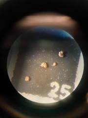 Entzia polystoma