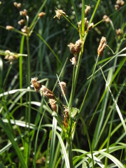 Bolboschoenus laticarpus