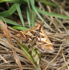 Diasemia grammalis