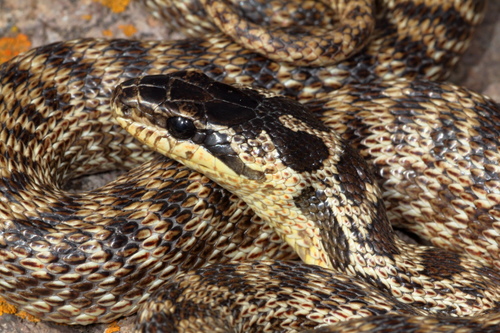 Urartian Ratsnake