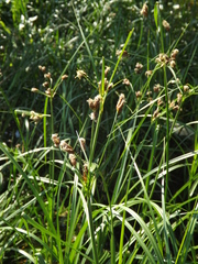 Bolboschoenus laticarpus