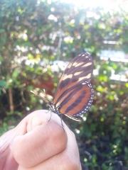 Eueides isabella eva