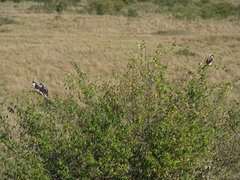 Lanius excubitoroides