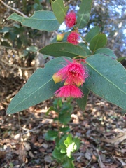 Eucalyptus leucoxylon megalocarpa