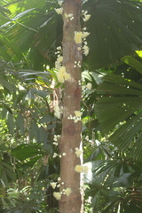 Syzygium cormiflorum