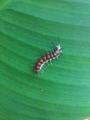 Eueides isabella eva