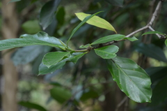 Atractocarpus sessilis