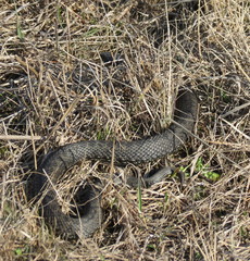 Vipera renardi