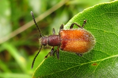 Metriolagria affinis