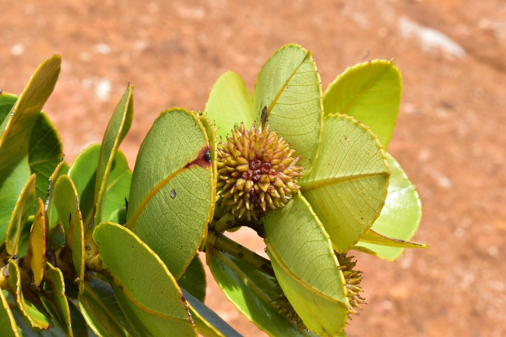 Pancheria robusta