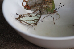 Polyura zoolina
