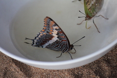 Charaxes saturnus saturnus