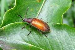Metriolagria affinis