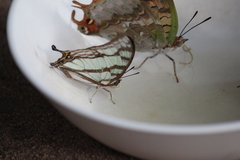 Polyura zoolina