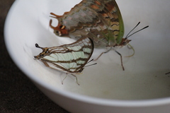 Polyura zoolina