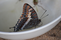 Charaxes saturnus saturnus