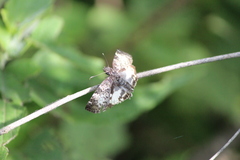 Chiomara georgina georgina