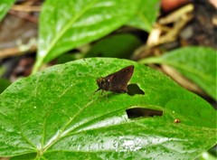 Decinea neroides neroides