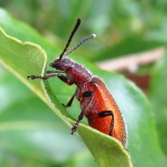 Metriolagria affinis