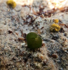 Codium pomoides