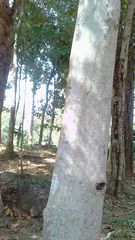 Calotes versicolor